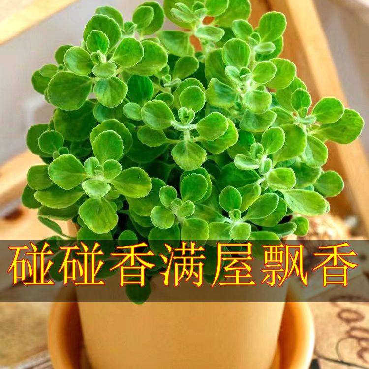 碰碰香盆栽薄荷可食用绿植驱蚊提神迷迭香多肉植物花卉净化空气