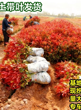 红叶石楠树苗绿化苗木别墅庭院工程篱笆围墙植物地栽好养四季常青