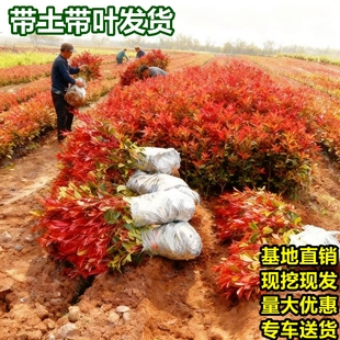 红叶石楠树苗绿化苗木别墅庭院工程篱笆围墙植物地栽好养四季常青