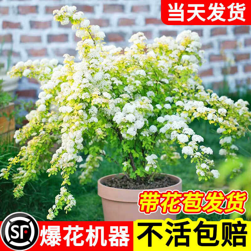 带花苞黄金喷泉绣线菊好养易活图片