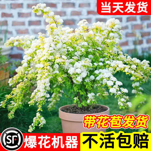 带花苞黄金喷泉绣线菊好养易活