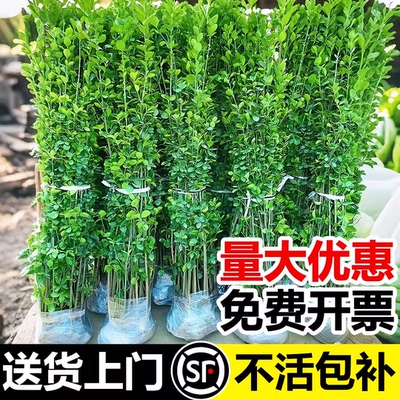 北海道黄杨绿篱别墅庭院绿化苗木