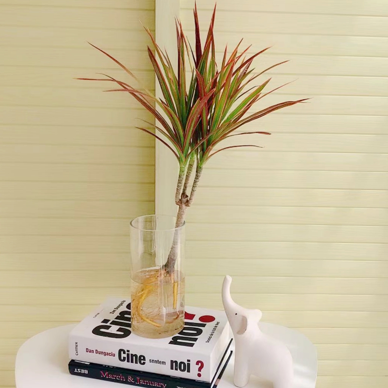 水培植物七彩铁室内桌面四季水养花卉绿植盆栽马尾铁