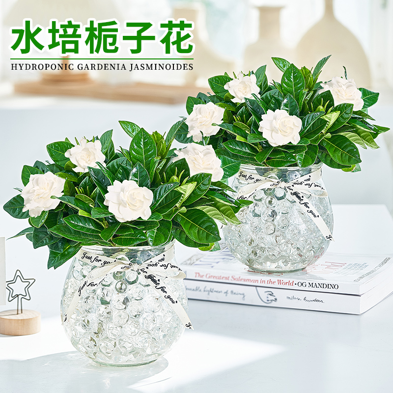 栀子花水培植物盆栽四季开花浓香绿植室内好养办公室净化空气花