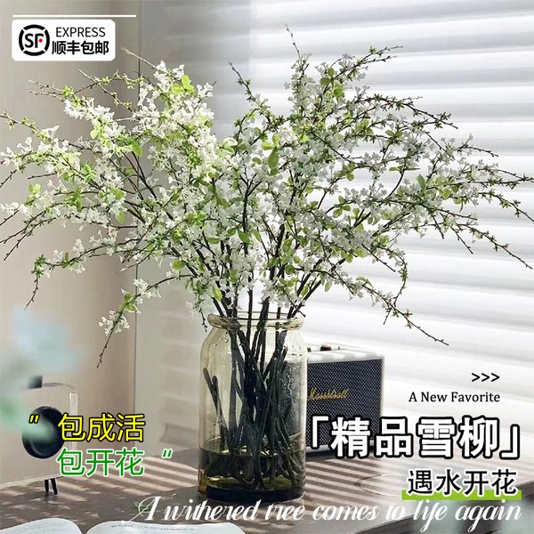 雪柳干枝水养鲜枝绿植遇水开花客厅桌面花卉吊钟植物室内花枝龙柳