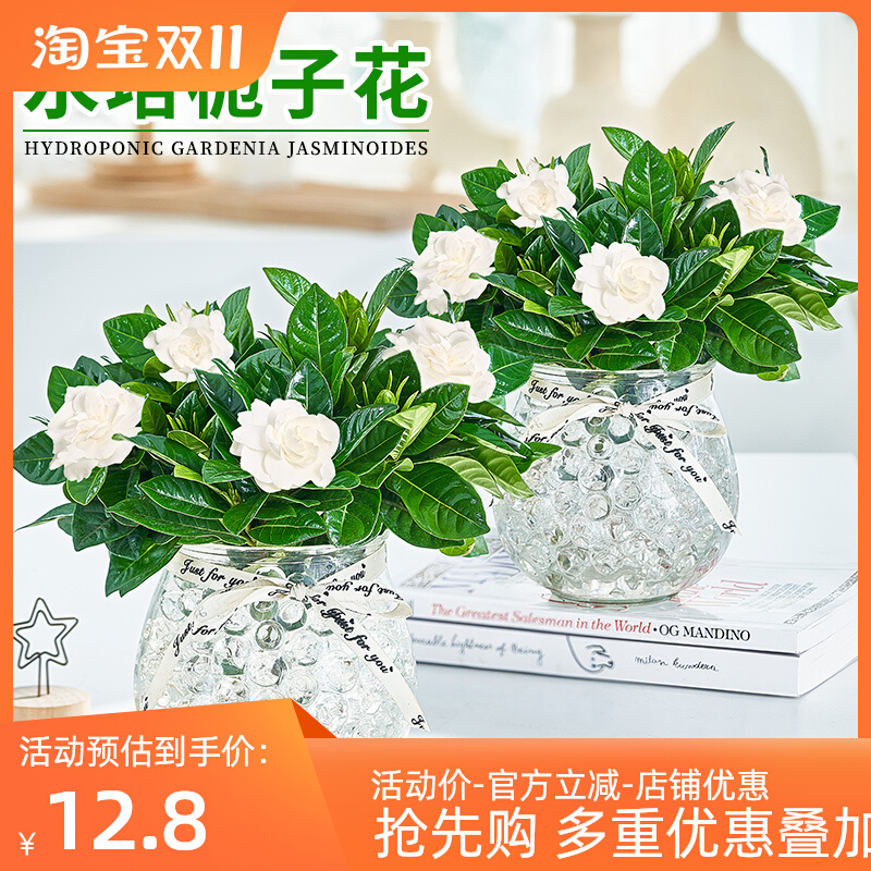 栀子花水培植物盆栽四季开花浓香绿植室内好养办公室净化空气花
