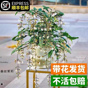 开花室内绿植好养 垂丝茉莉风车茉莉花盆栽进口垂吊带花苞大苗四季