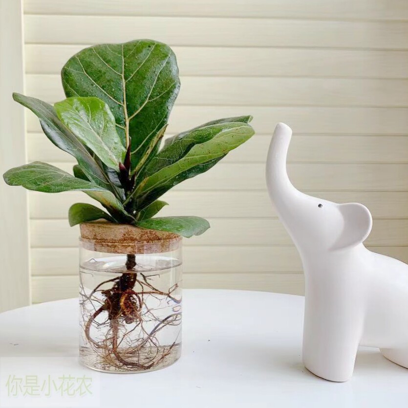 琴叶榕水培植物花卉盆栽办公室内桌面水养植物四季好养