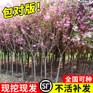 日本樱花树苗庭院盆栽云南重瓣晚樱树苖花卉绿植室外嫁接四季开花