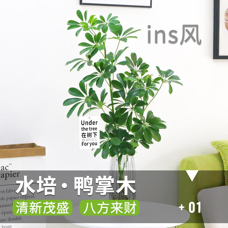 水培植物鸭脚木鸭掌木鹅掌财室内绿植花卉盆栽招财树四季好养花卉