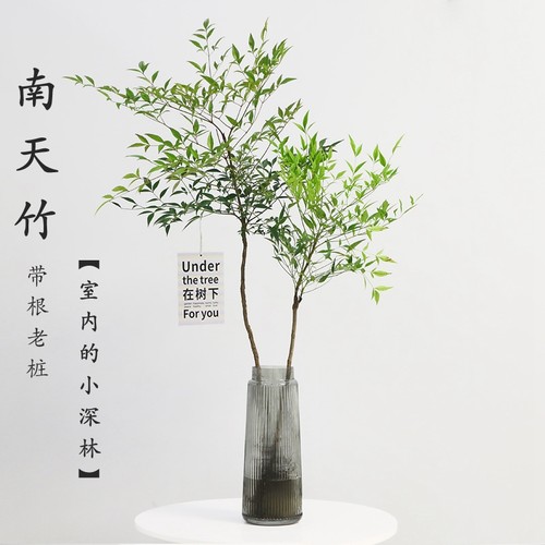 水培植物南天竹带根老桩室内桌面