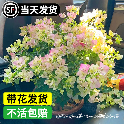 三角梅盆栽室内外耐寒老桩