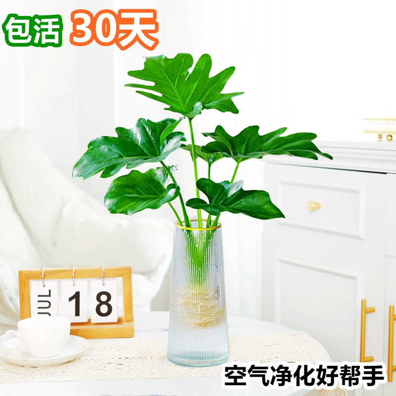 春羽水培植物盆栽室内绿植净化空气花卉四季好养办公室桌面小天使