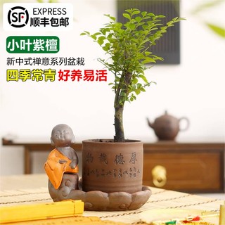 小叶紫檀盆景老桩绿植造型树苗室内办公室桌面好养植物盆栽吸甲醛