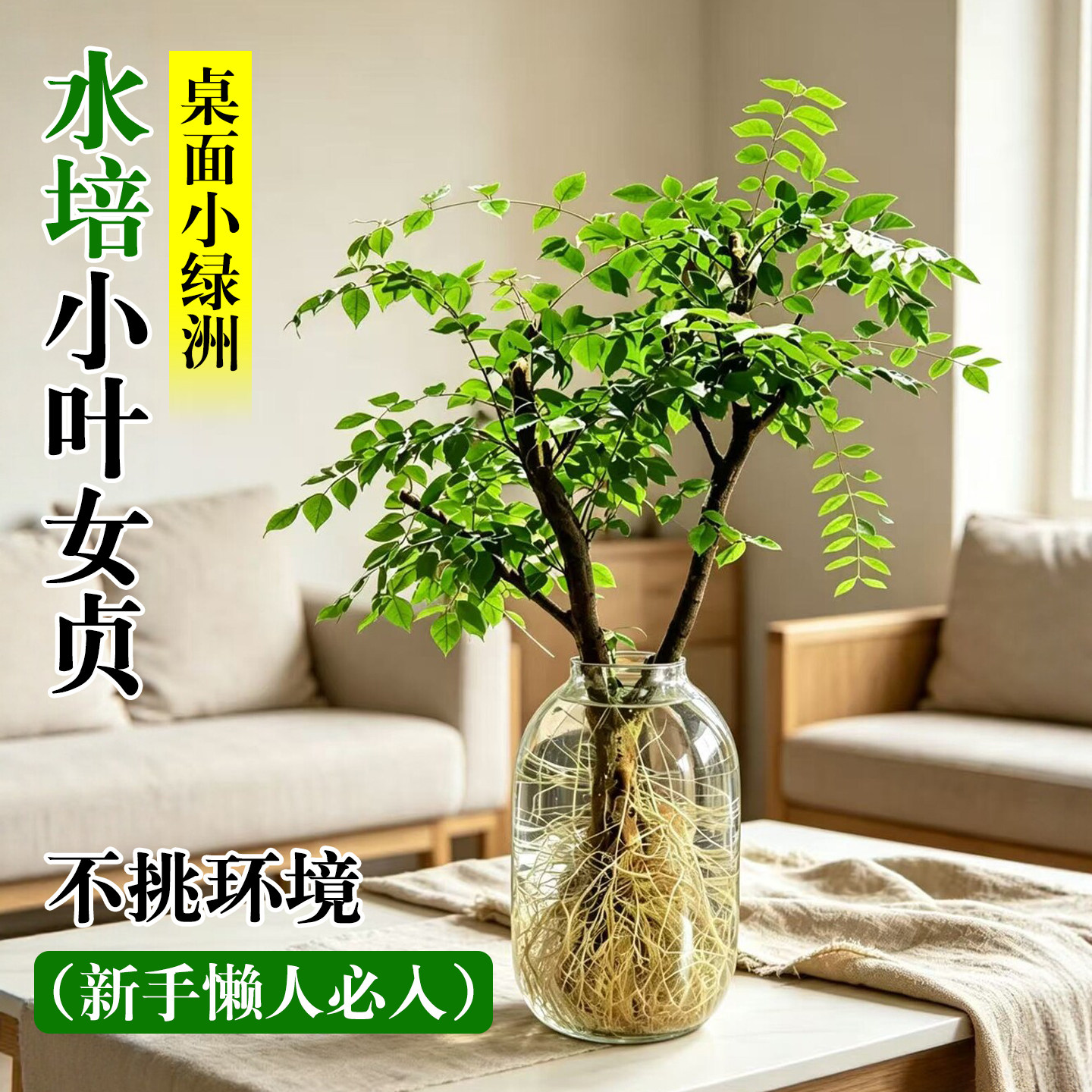 水培小叶女贞老桩造型树丁香大型室内客厅桌面旺宅四季好养高级感