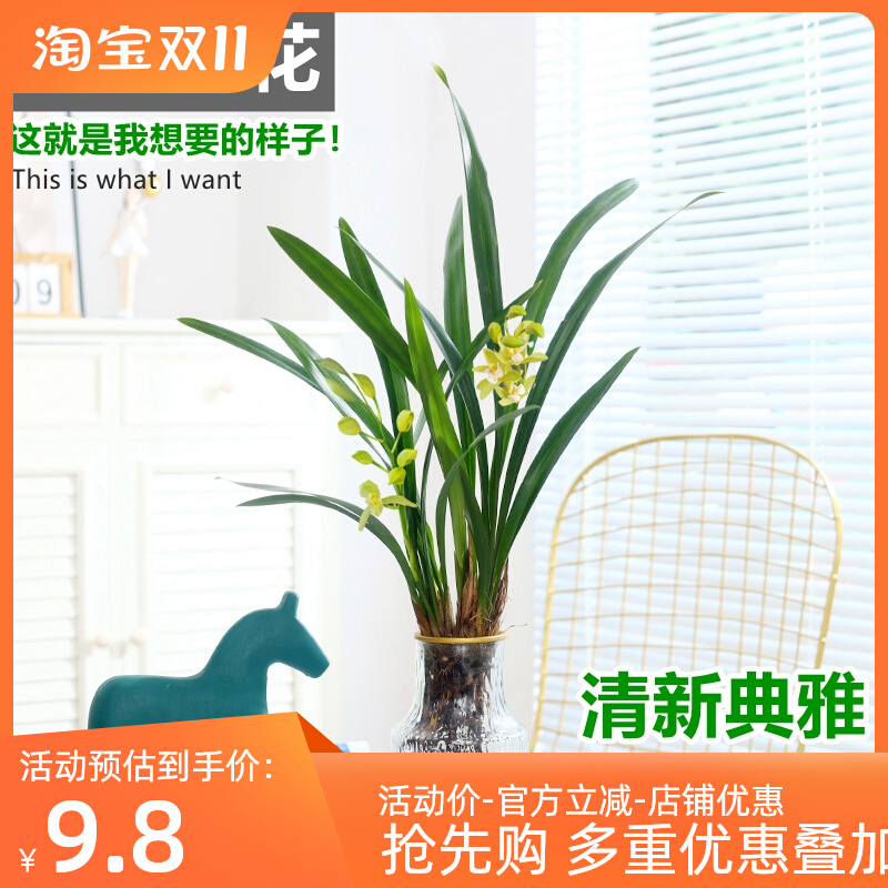 水培植物兰花墨兰石斛兰盆栽客厅室内好养蝴蝶兰耐寒绿植盆景花卉