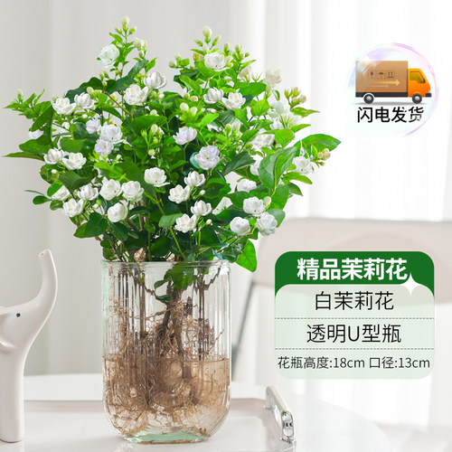 茉莉花带花发水培好养净化空气