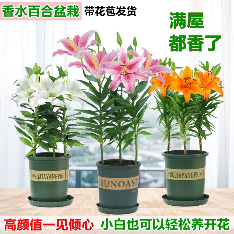 香水百合花卉盆栽苗客厅办公阳台植物带花苞发货室内好养绿植鲜花