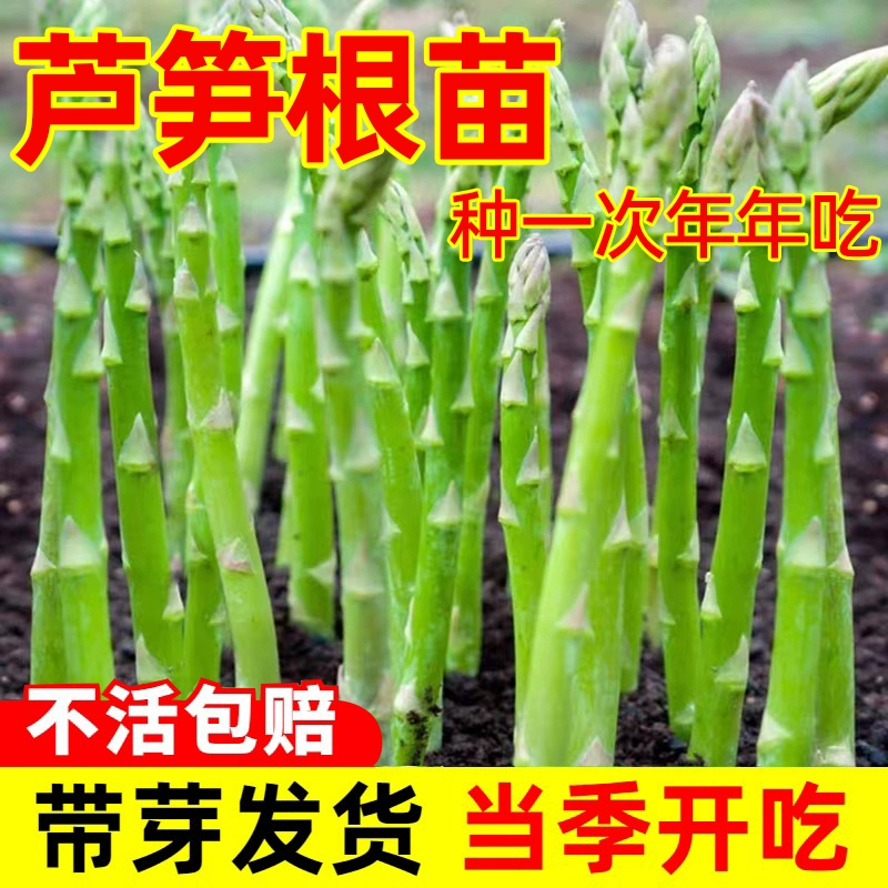 芦笋根苗现挖新芦笋苗四季种植可食用田园秧苗盆栽四季芦笋种籽子