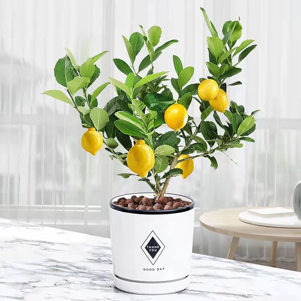香水柠檬树室内盆栽绿植四季常青好养植物带果可食用老桩盆景花卉