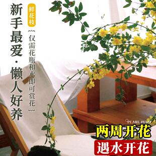 迎春花鲜花水培植物水养鲜切花真花插花干枝室内花卉绿植四季开花