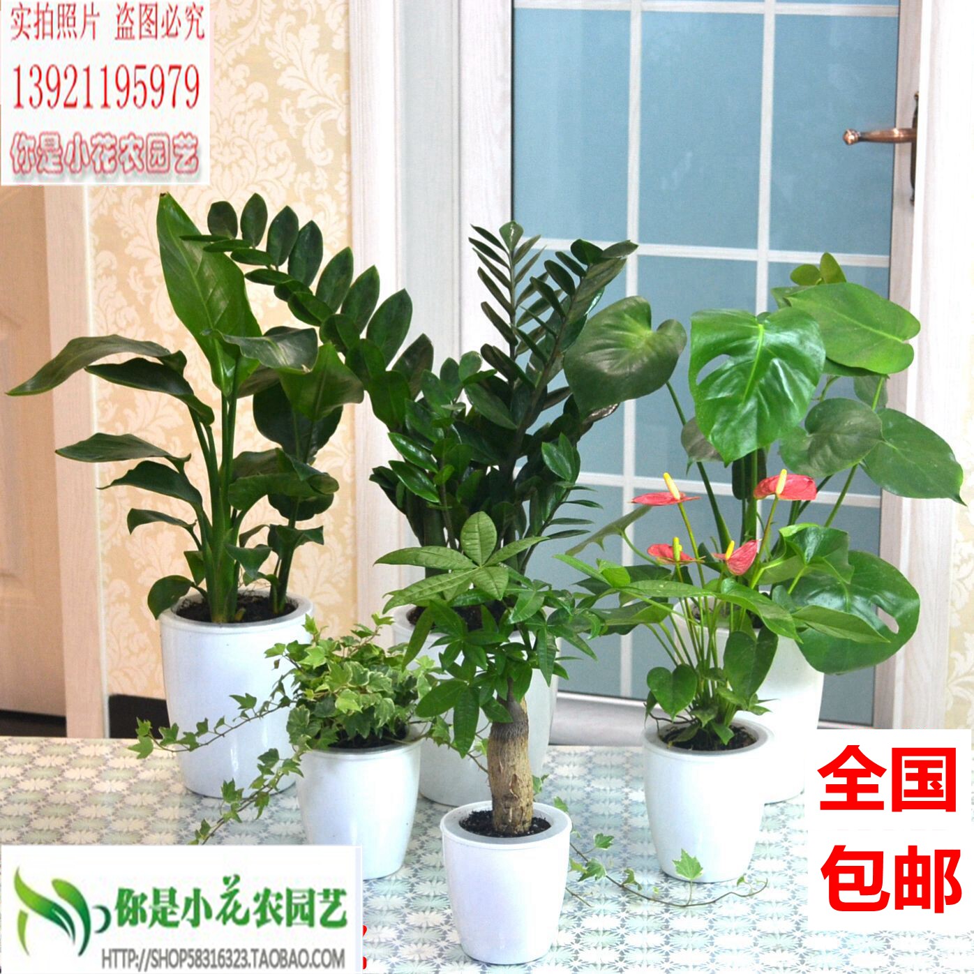 发财树 懒人盆栽自吸水盆 桌面绿植花卉 绿萝白掌 金钱树 红掌