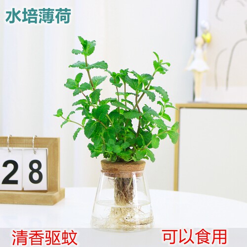 薄荷迷迭香可食用季常青干净清爽