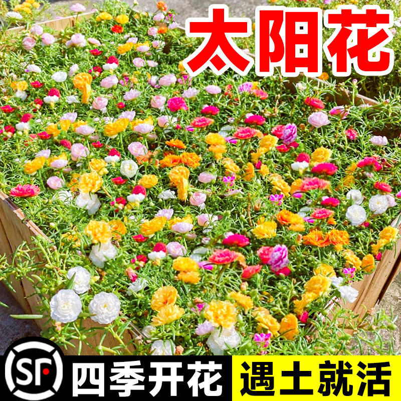 四季播种重瓣太阳花种孑小雏菊花种籽子室内外观花卉植物花籽开花