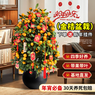 金桔树盆栽带果客厅绿植室内大型植物桔子橘子树苗花卉年桔树盆景