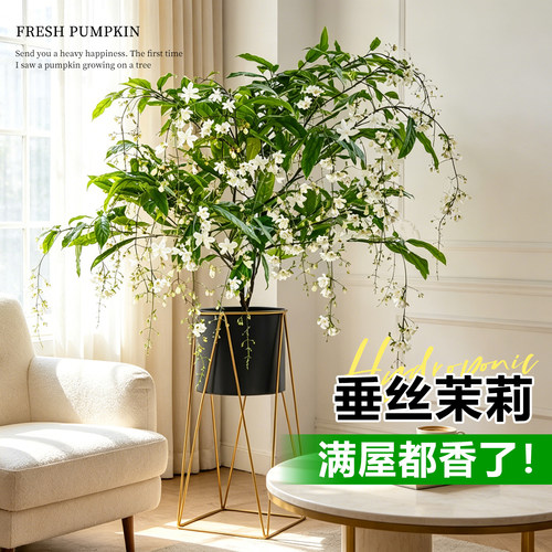 垂丝茉莉盆栽带花苞老桩特大阳台