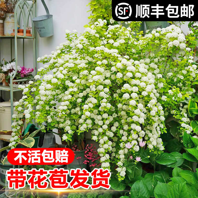 黄金喷泉绣线菊盆栽带花苞重瓣金叶小手球樱花喷雪花树苗雪柳花卉