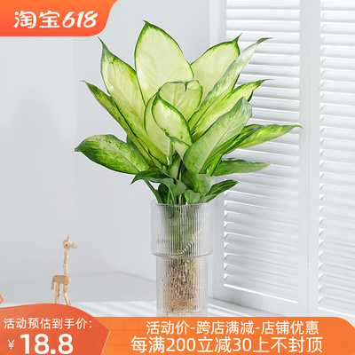 玛丽安水培植物室内好养盆栽万年青银皇后办公室桌面四季常青绿植