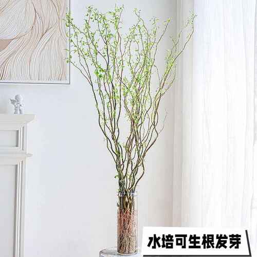 龙柳鲜枝鲜切枝水培植物鲜花卉好养活室内吊钟盆栽水养马醉木雪柳