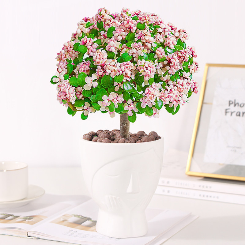 金枝玉叶盆栽花卉绿植物室内老桩耐寒棒棒四季开花易活好养吸甲醛