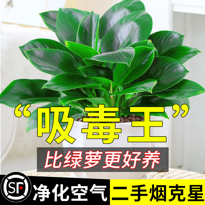 金钻盆栽绿萝室内植物花卉绿植水培万年青四季好养新房大叶绿公主 鲜花速递/花卉仿真/绿植园艺 绿植 原图主图