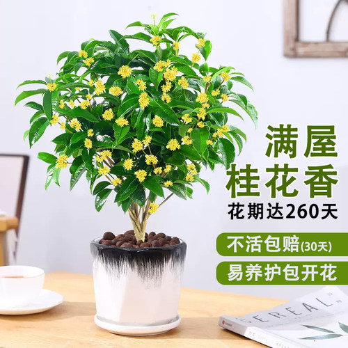 浓香型桂花树苗盆栽开花不断