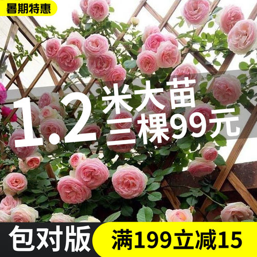 蔷薇花花期价格 蔷薇花花期图片 星期三