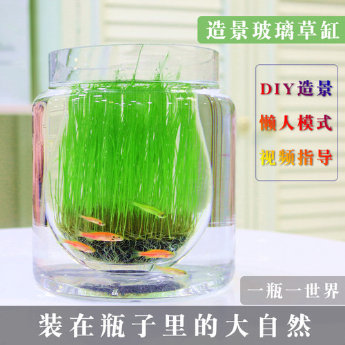 桌面小绿植美观趣味简单好养
