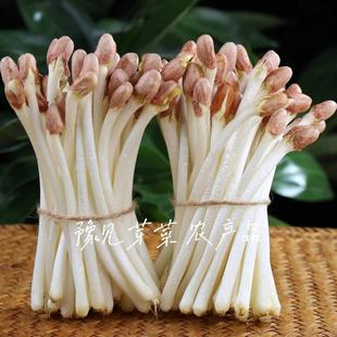 新鲜花生芽可食用花生苗豆芽现摘蔬菜长寿芽饭店食材火锅6