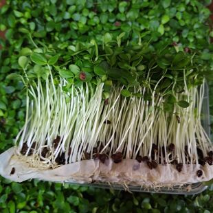 新鲜香椿苗香椿芽现摘现发冷艺蔬菜嫩芽芽苗菜摆盘蔬菜商用可食用