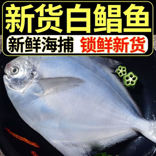 鲳鱼正宗渤海湾新鲜大号银鲳鱼4-6两一条味道鲜美无冰海捕新鲜