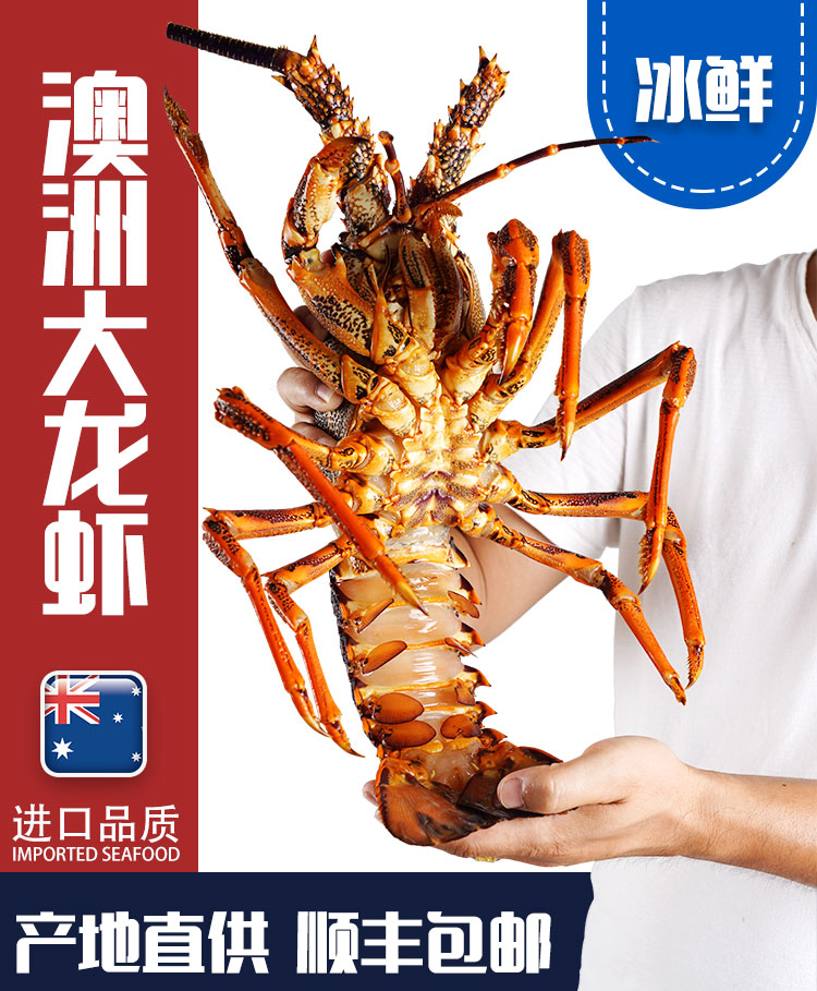 奥龙澳洲龙虾古巴龙花龙虾特大鲜活大龙虾生冻龙虾波龙青龙