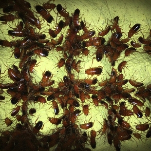 昆虫活体饲料樱桃红蟑螂苗子幼体螳螂守宫蜘蛛爬虫鱼宠物食物 包邮