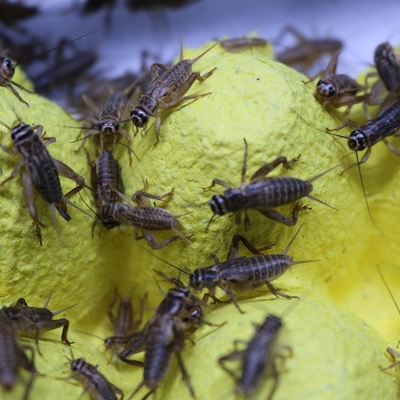 昆虫活体饲料蟋蟀蛐蛐大中小