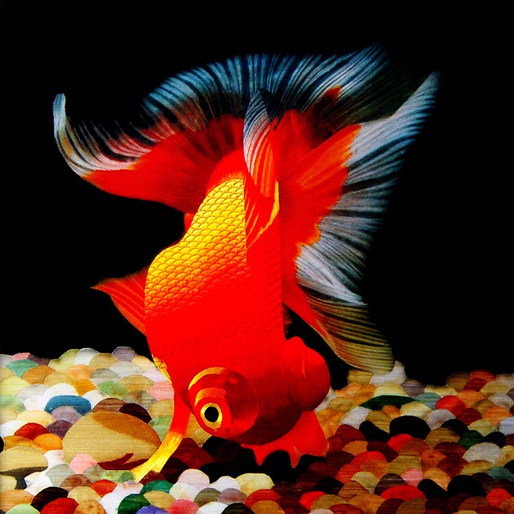 包邮套件初学针迹扫描红鲤鱼苏绣