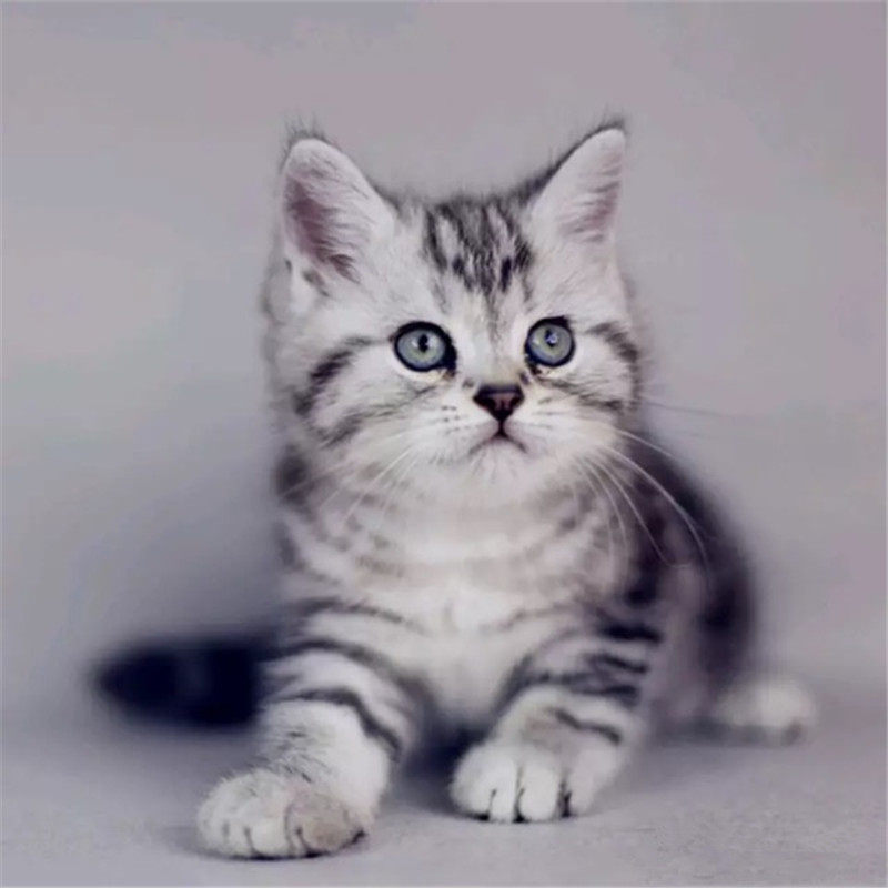 长沙美短猫美国短毛猫幼猫加菲猫波斯猫布偶猫蓝猫金银渐层宠物猫