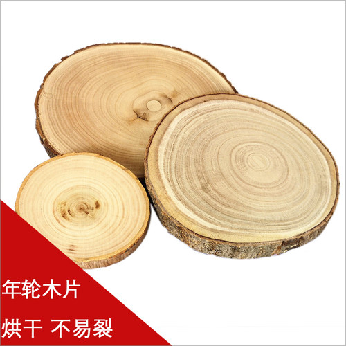 泡桐带皮年轮片超大儿童绘画年轮