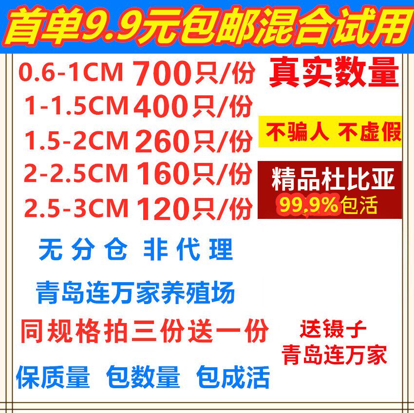 杜比亚蟑螂活体代替蟋蟀面包虫蜈蚣饲料幼体亚成体龙鱼爬虫鸟类