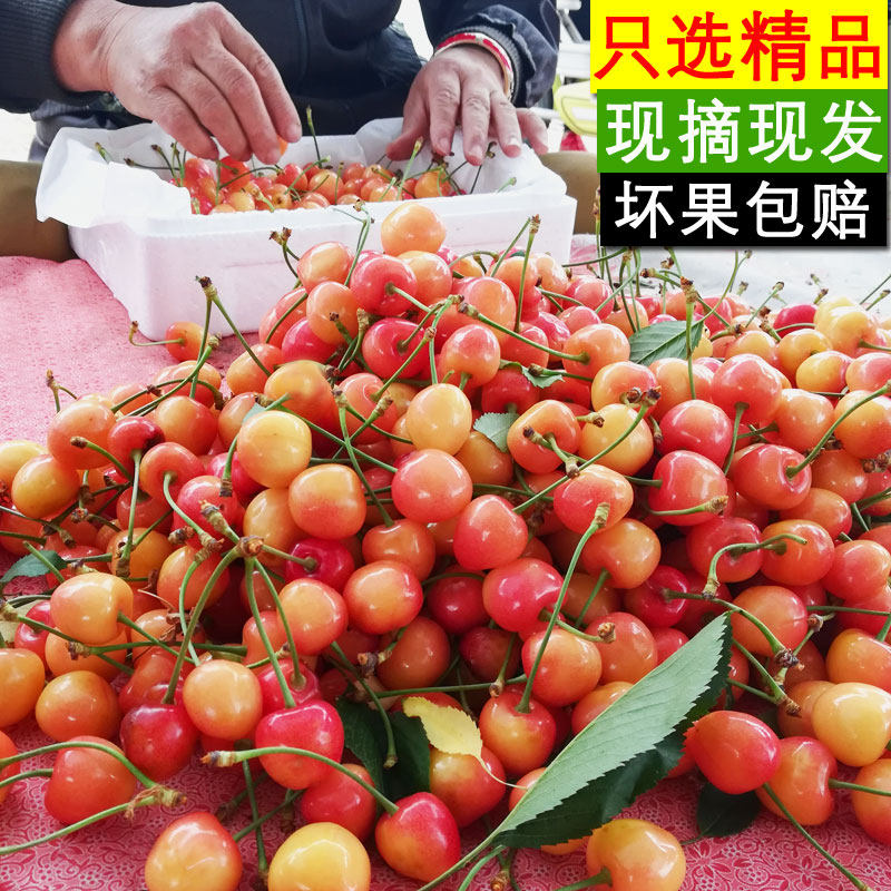 烟台黄樱桃车厘子大黄水晶樱桃黄蜜大樱桃甜新鲜水果包邮5斤脆甜
