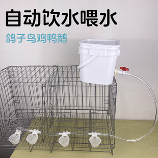 鸽子饮水器自动喂水家禽鹌鹑小鸡鸭子专用水碗水槽小鸟笼喝水神器